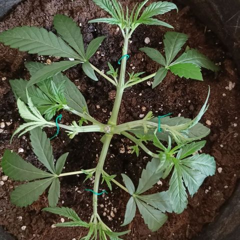 Wedding Cake growlog timeline photo