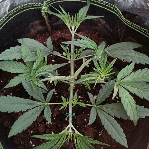 Wedding Cake growlog timeline photo