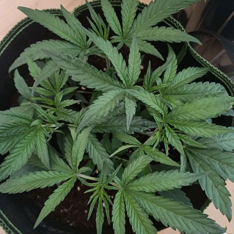 Wedding Cake growlog timeline photo