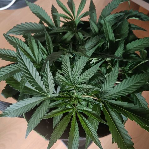 Wedding Cake growlog timeline photo