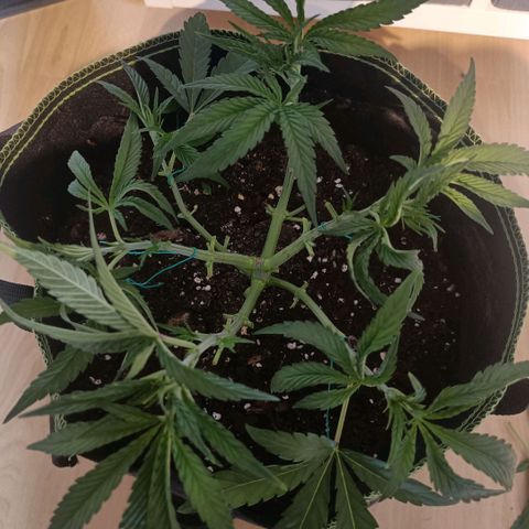 Wedding Cake growlog timeline photo