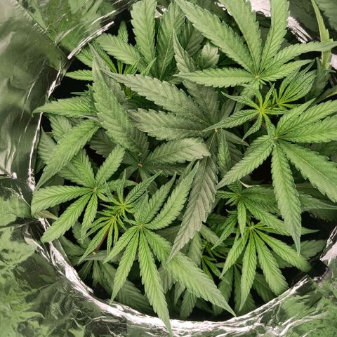 Wedding Cake growlog timeline photo