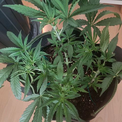 Wedding Cake growlog timeline photo