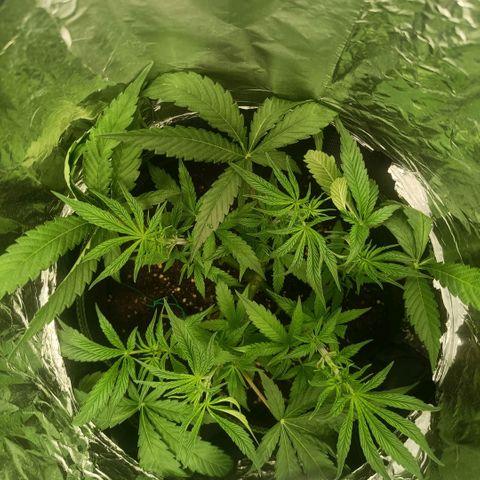 Wedding Cake growlog timeline photo