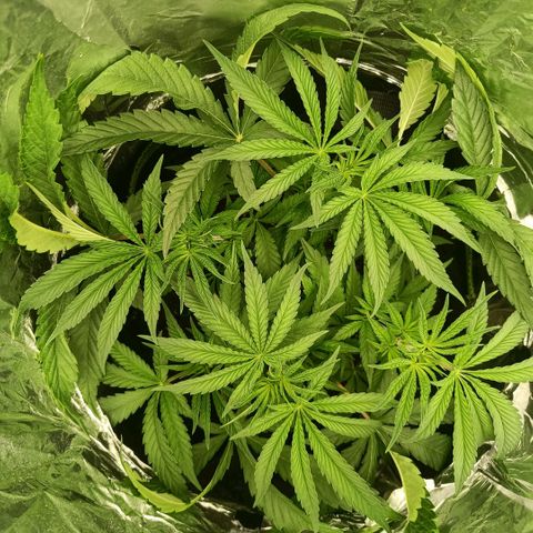 Wedding Cake growlog timeline photo