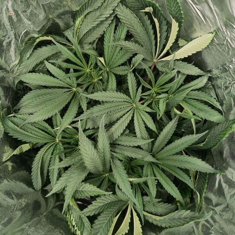 Wedding Cake growlog timeline photo