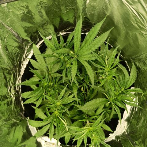 Wedding Cake growlog timeline photo
