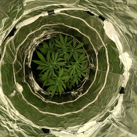 Wedding Cake growlog timeline photo