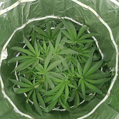 Wedding Cake growlog timeline photo