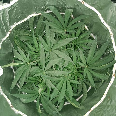 Wedding Cake growlog timeline photo