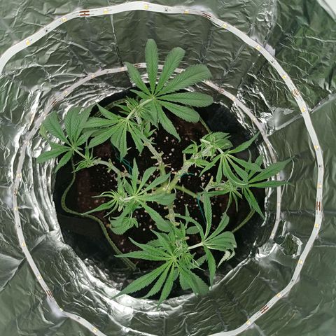 Wedding Cake growlog timeline photo