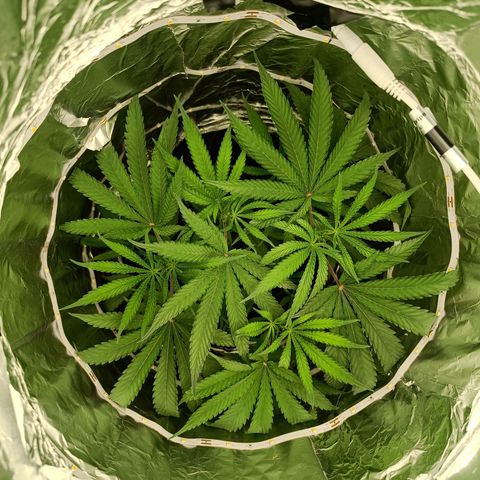 Wedding Cake growlog timeline photo