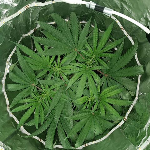 Wedding Cake growlog timeline photo