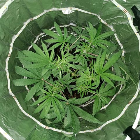 Wedding Cake growlog timeline photo