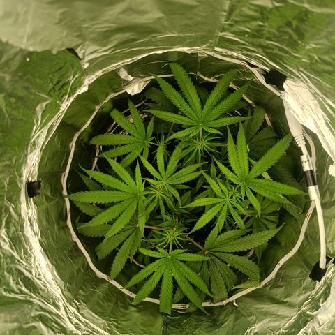Wedding Cake growlog timeline photo