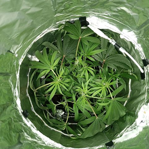 Wedding Cake growlog timeline photo