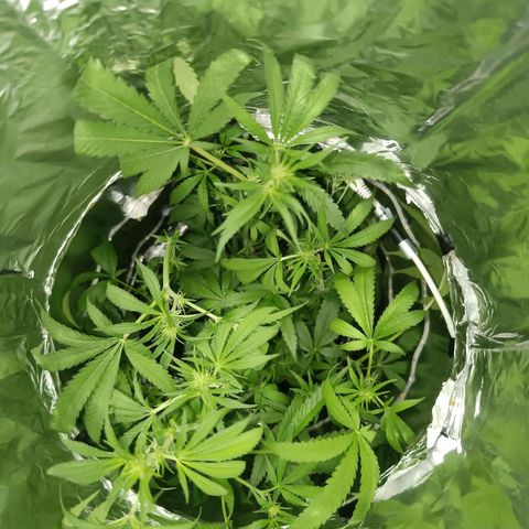 Wedding Cake growlog timeline photo
