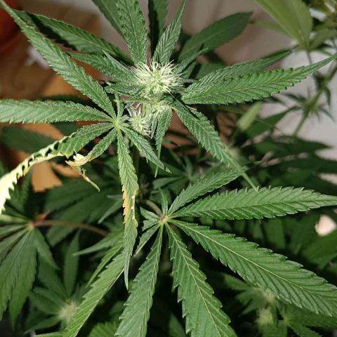 Wedding Cake growlog timeline photo