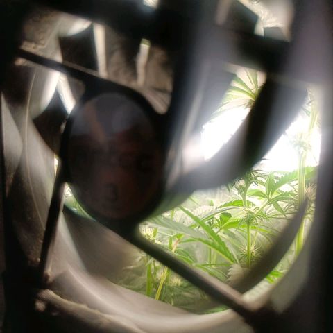 Wedding Cake growlog photo: Pflanze wächst ans Licht - Aua