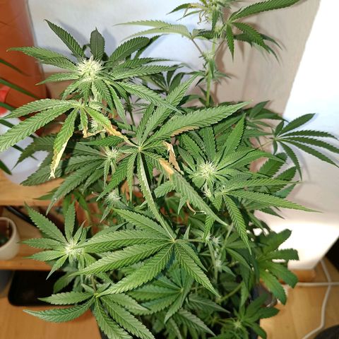 Wedding Cake growlog timeline photo