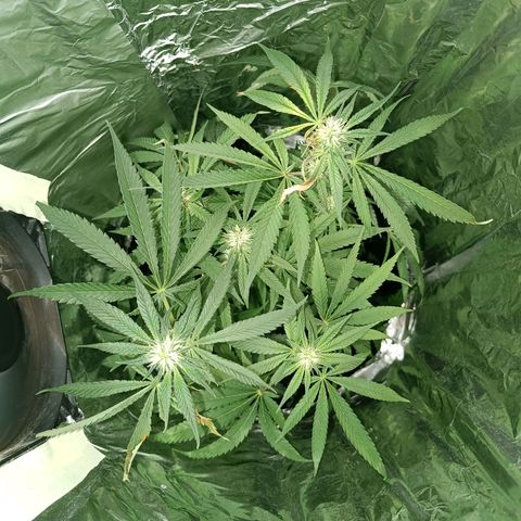 Wedding Cake growlog timeline photo