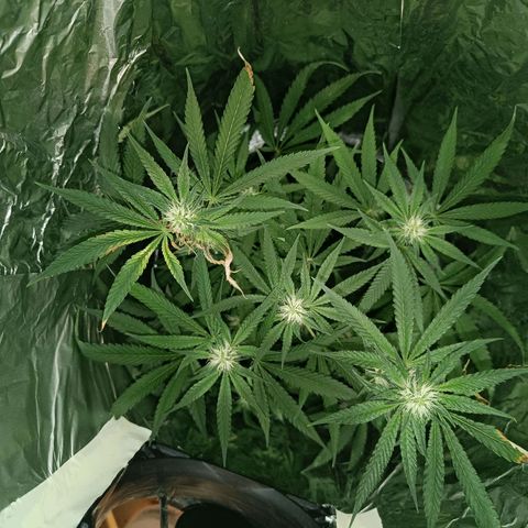 Wedding Cake growlog timeline photo