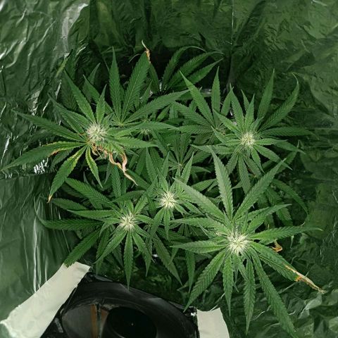 Wedding Cake growlog timeline photo