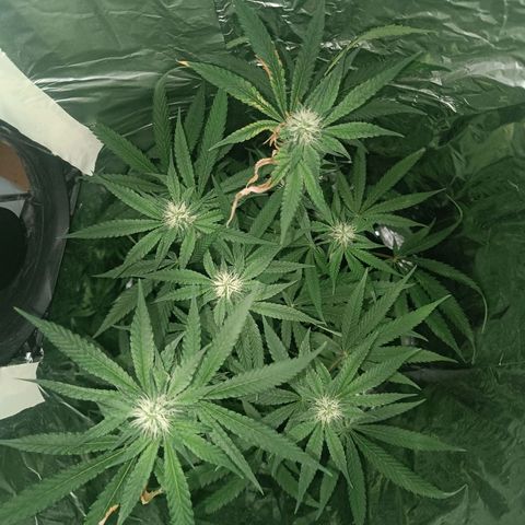 Wedding Cake growlog timeline photo