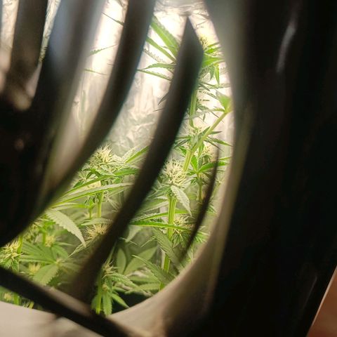 Wedding Cake growlog timeline photo