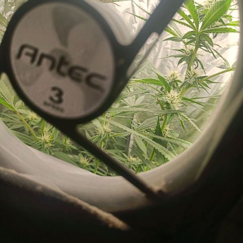 Wedding Cake growlog timeline photo
