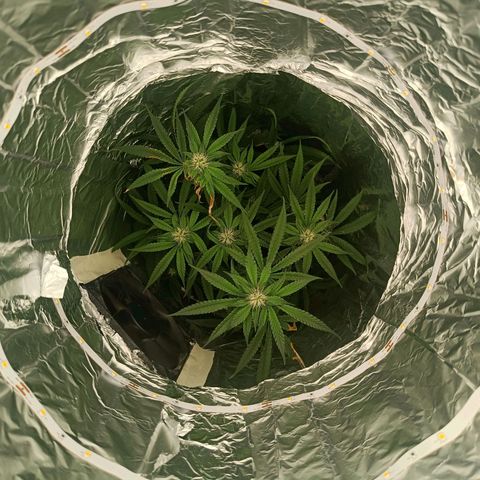 Wedding Cake growlog timeline photo