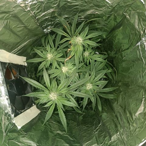 Wedding Cake growlog timeline photo