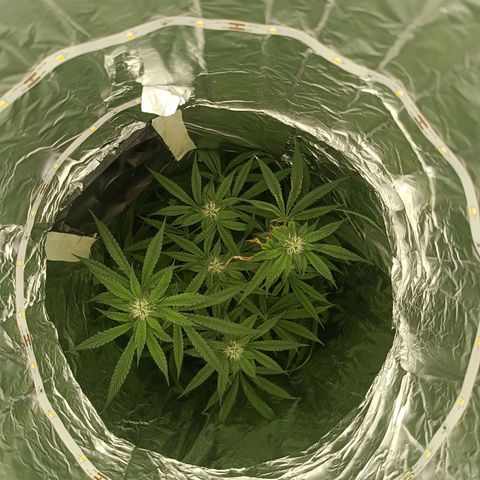 Wedding Cake growlog timeline photo