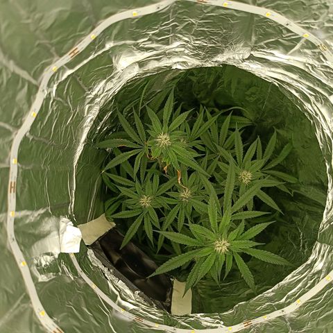 Wedding Cake growlog timeline photo