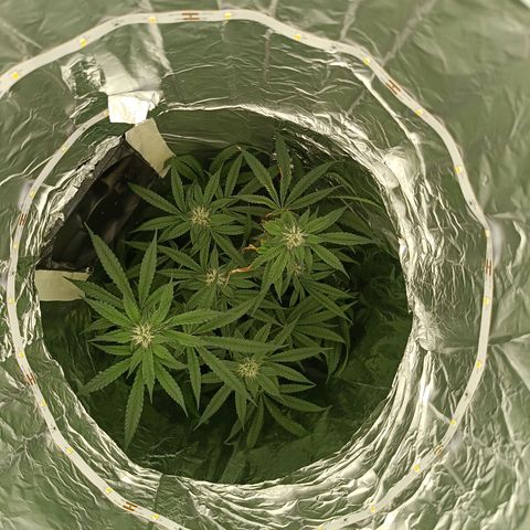 Wedding Cake growlog timeline photo