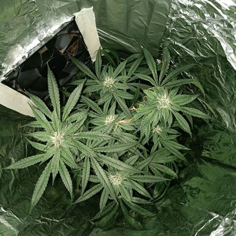 Wedding Cake growlog timeline photo