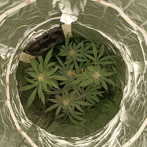 Wedding Cake growlog timeline photo