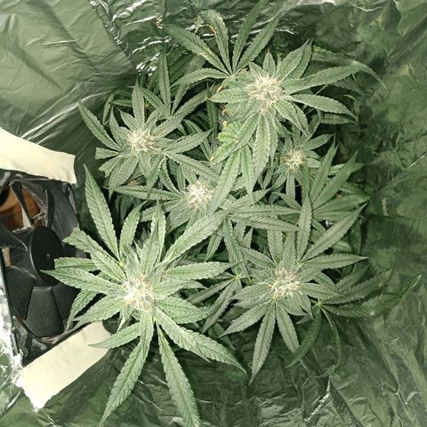 Wedding Cake growlog timeline photo