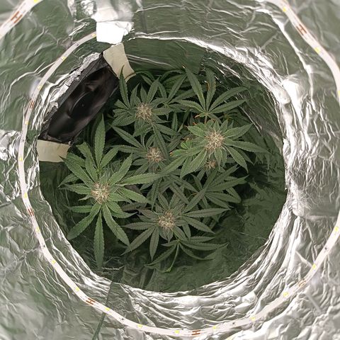 Wedding Cake growlog timeline photo