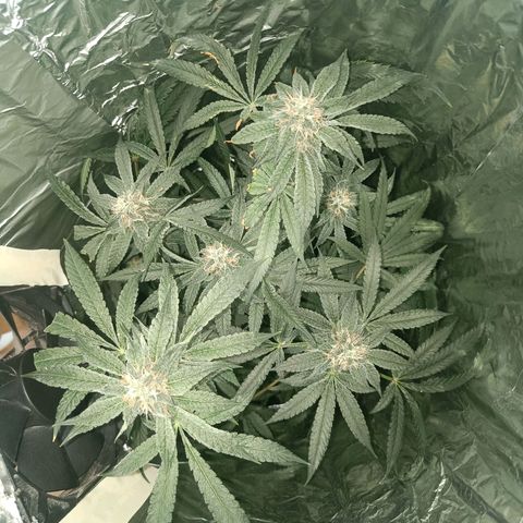 Wedding Cake growlog timeline photo
