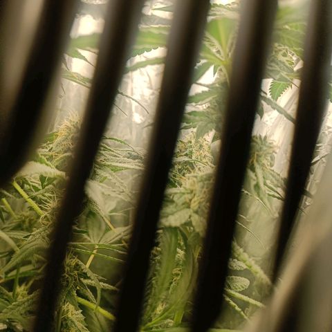 Wedding Cake growlog timeline photo