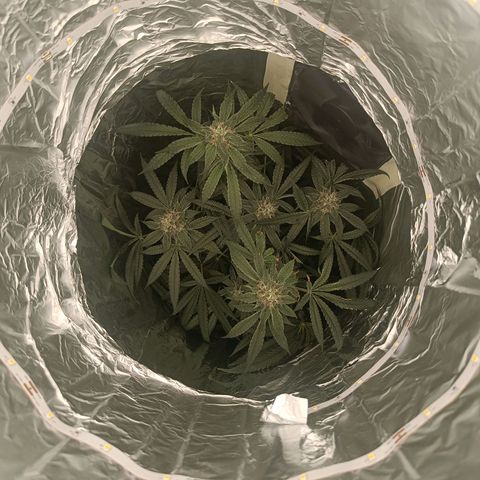 Wedding Cake growlog timeline photo
