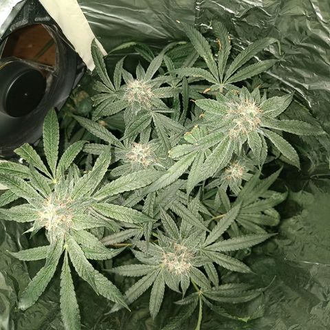 Wedding Cake growlog timeline photo
