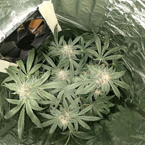 Wedding Cake growlog timeline photo