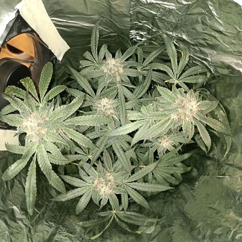 Wedding Cake growlog timeline photo