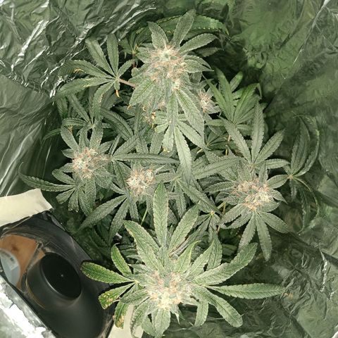 Wedding Cake growlog timeline photo