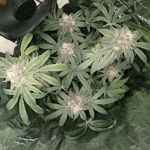 Wedding Cake growlog timeline photo