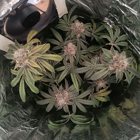 Wedding Cake growlog timeline photo
