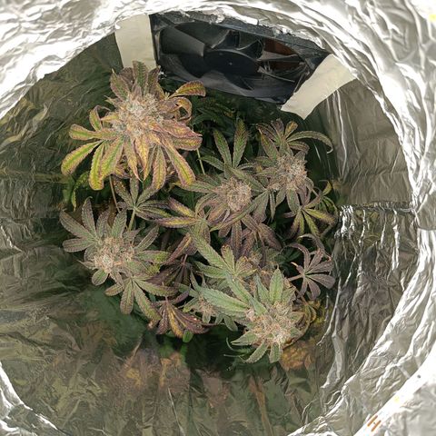 Wedding Cake growlog timeline photo