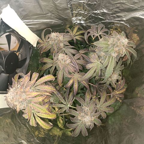 Wedding Cake growlog timeline photo